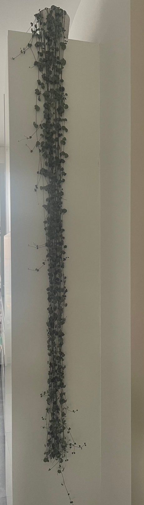 String of Hearts (Ceropegia woodii) 10 stekjes - Per stuk, Vaste plant, Ophalen of Verzenden, Halfschaduw, Klimplanten