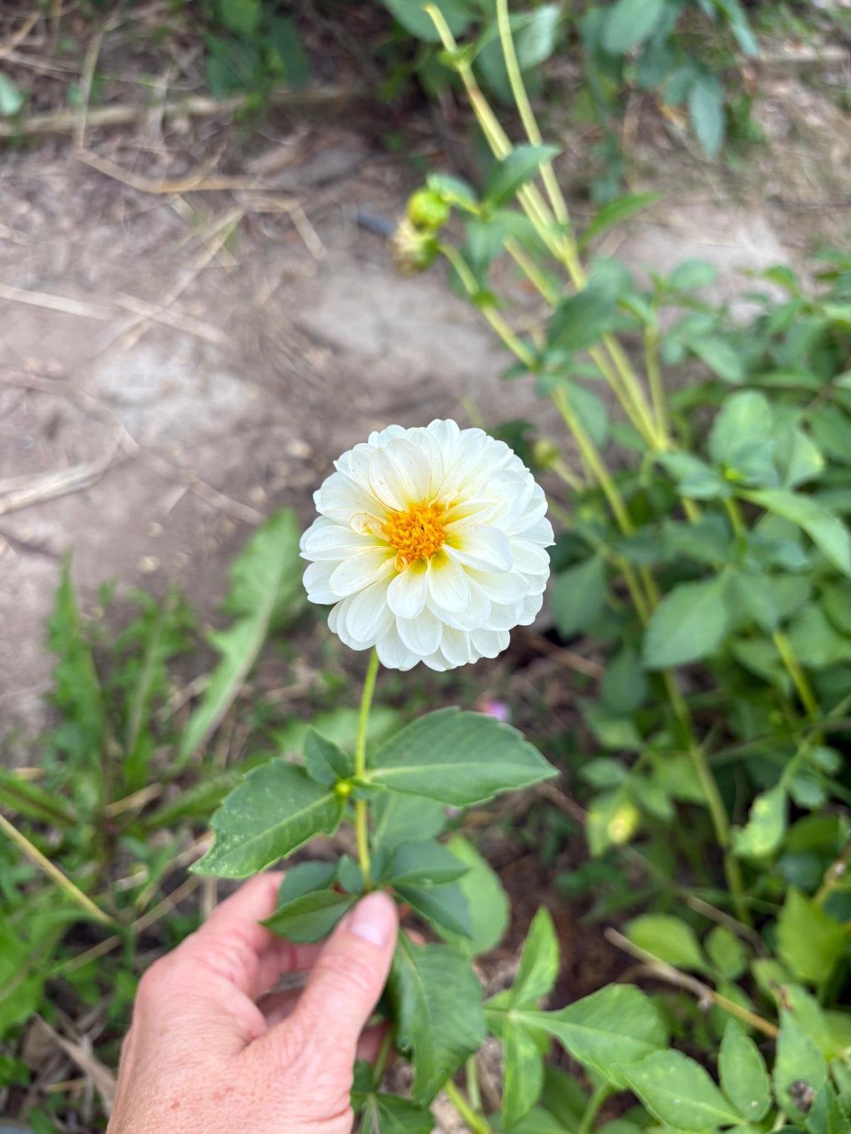 Dahlia knol mini wit, Tuin en Terras, Ophalen of Verzenden, Volle zon, Knol