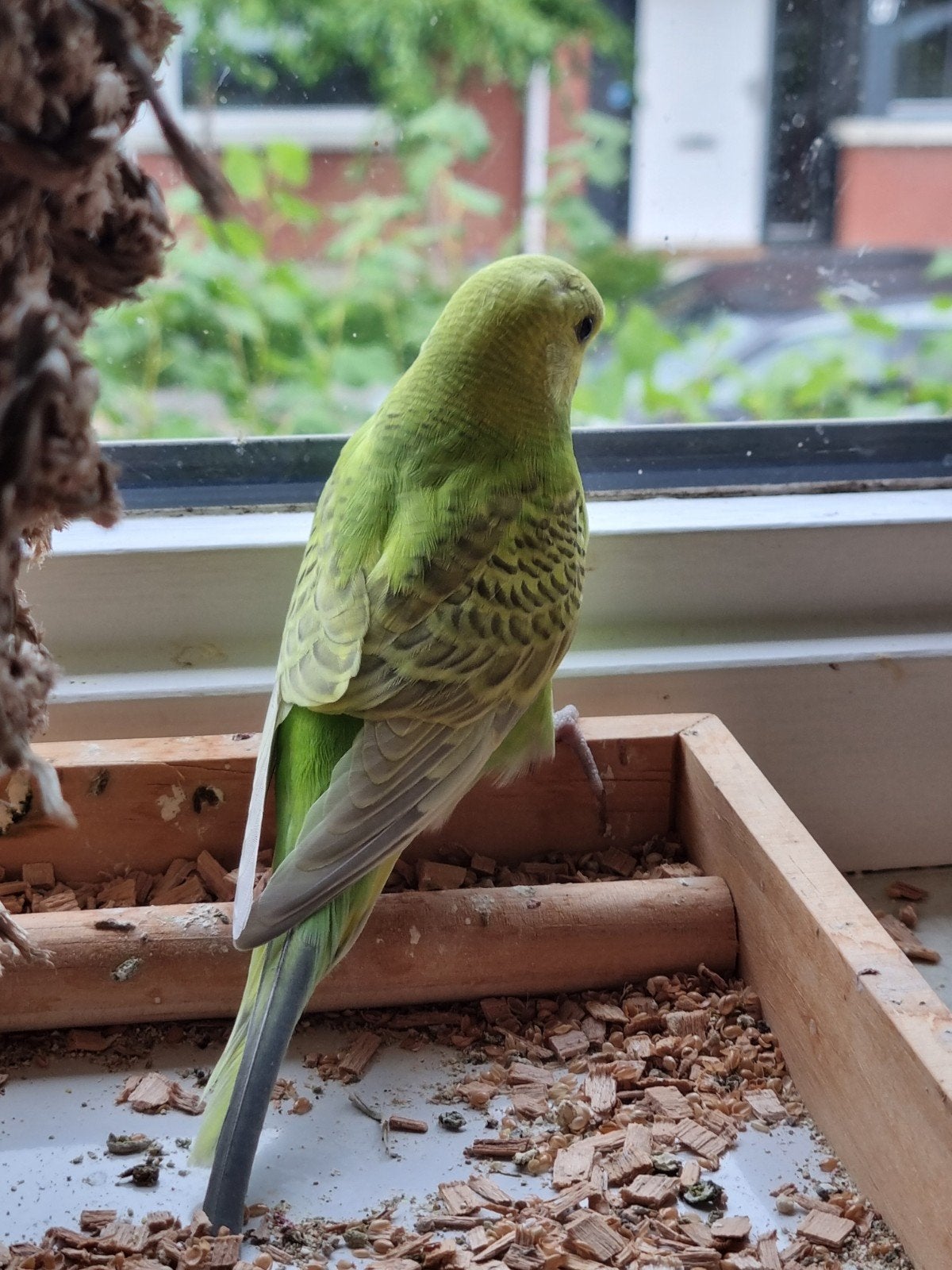 grasparkiet jong, Dieren en Toebehoren, Vogels | Parkieten en Papegaaien, Geslacht onbekend, Parkiet, Tam