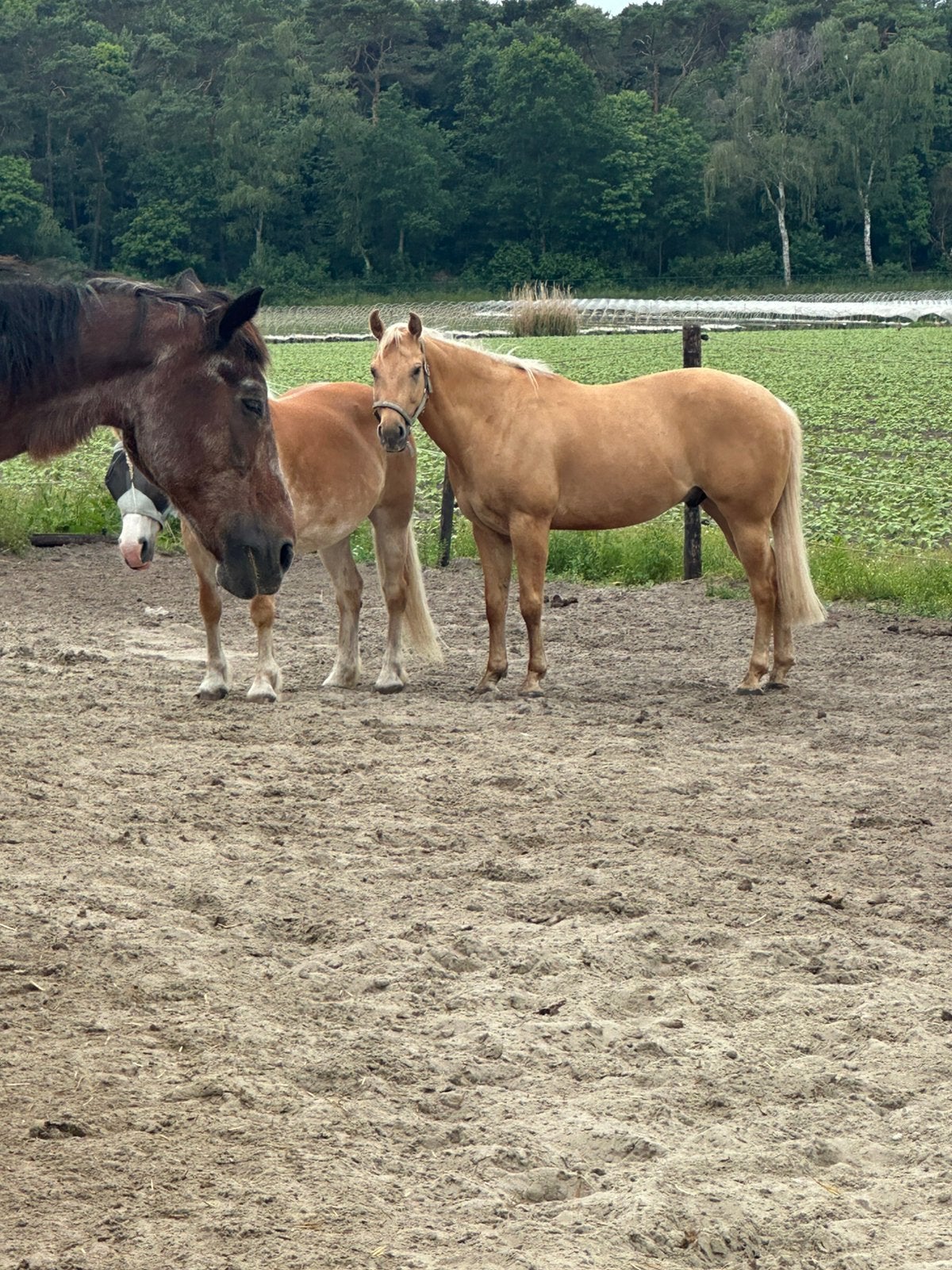 Lieve verzorgster gezocht, Dieren en Toebehoren, Paarden, Ruin, Recreatiepaard