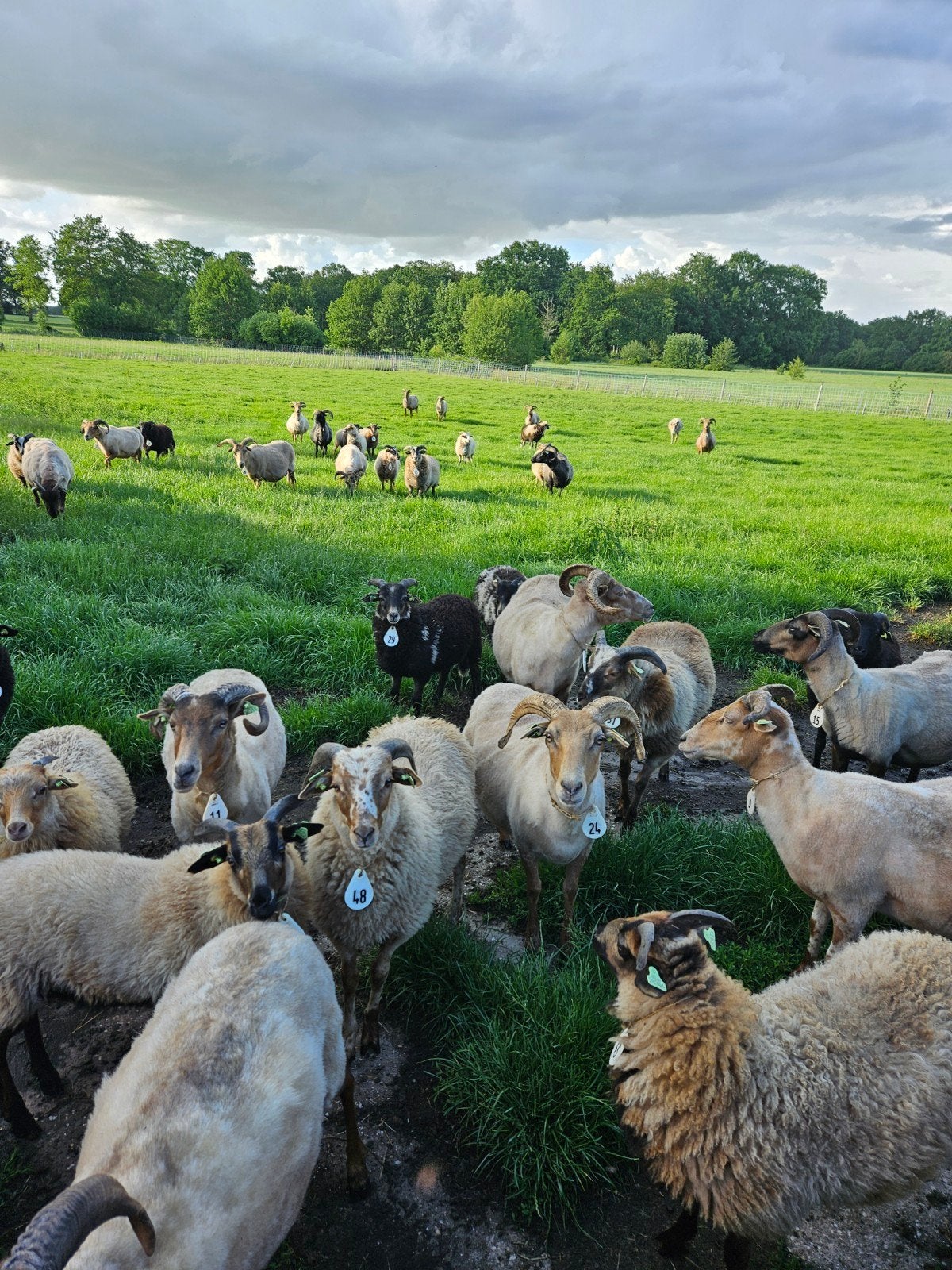 Ooilammeren Drents Heideschaap, Dieren en Toebehoren, Meerdere dieren, Schaap, 0 tot 2 jaar