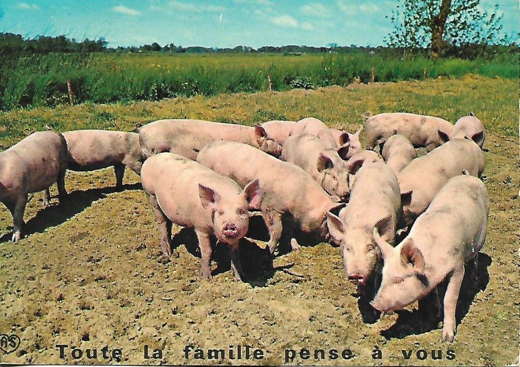 Varkens., Verzenden, 1980 tot heden, Gelopen, Overige soorten