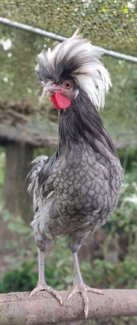 Hollandse kuifhoen haan blauw, Dieren en Toebehoren, Mannelijk, Kip