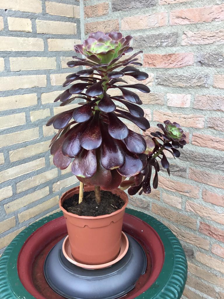 Plant, Tuin en Terras, Ophalen, Vaste plant, Overige soorten, Halfschaduw