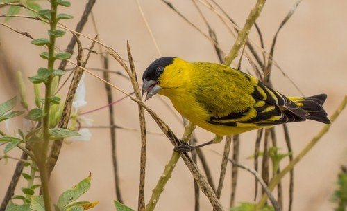 koppel Yarrelsijsen beschikbaar., Meerdere dieren, Tropenvogel