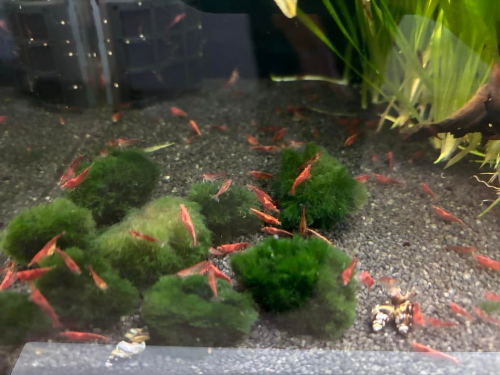 Vuurgarnalen/Dwerggarnalen, Dieren en Toebehoren, Vissen | Aquariumvissen, Kreeft, Krab of Garnaal