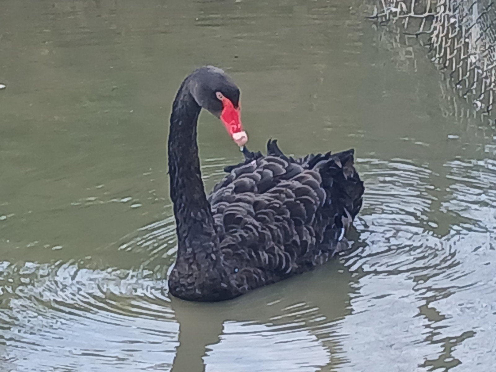zwarte zwaan vrouw, Vrouwelijk, Gans of Zwaan