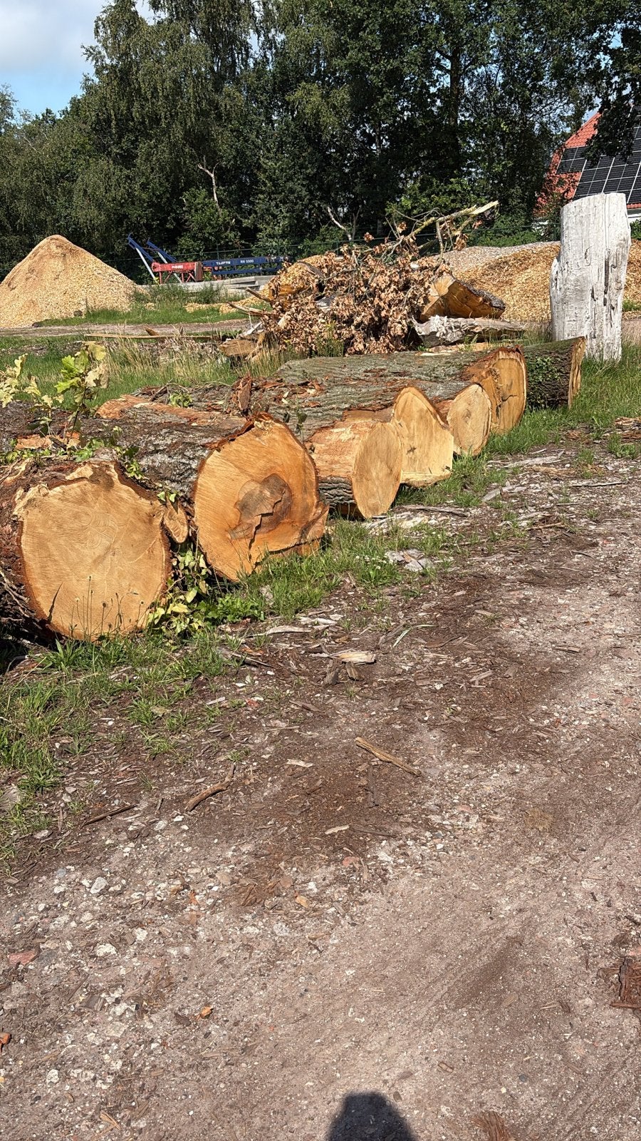 Stamhout/rondhout haardhout openhaardhout
