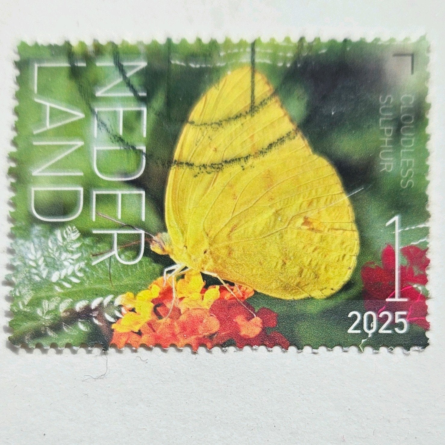 2025 NL - Beleef de natuur - Cloudless Sulphur vlinder, Postzegels en Munten, Ophalen of Verzenden, Na 1940, Gestempeld