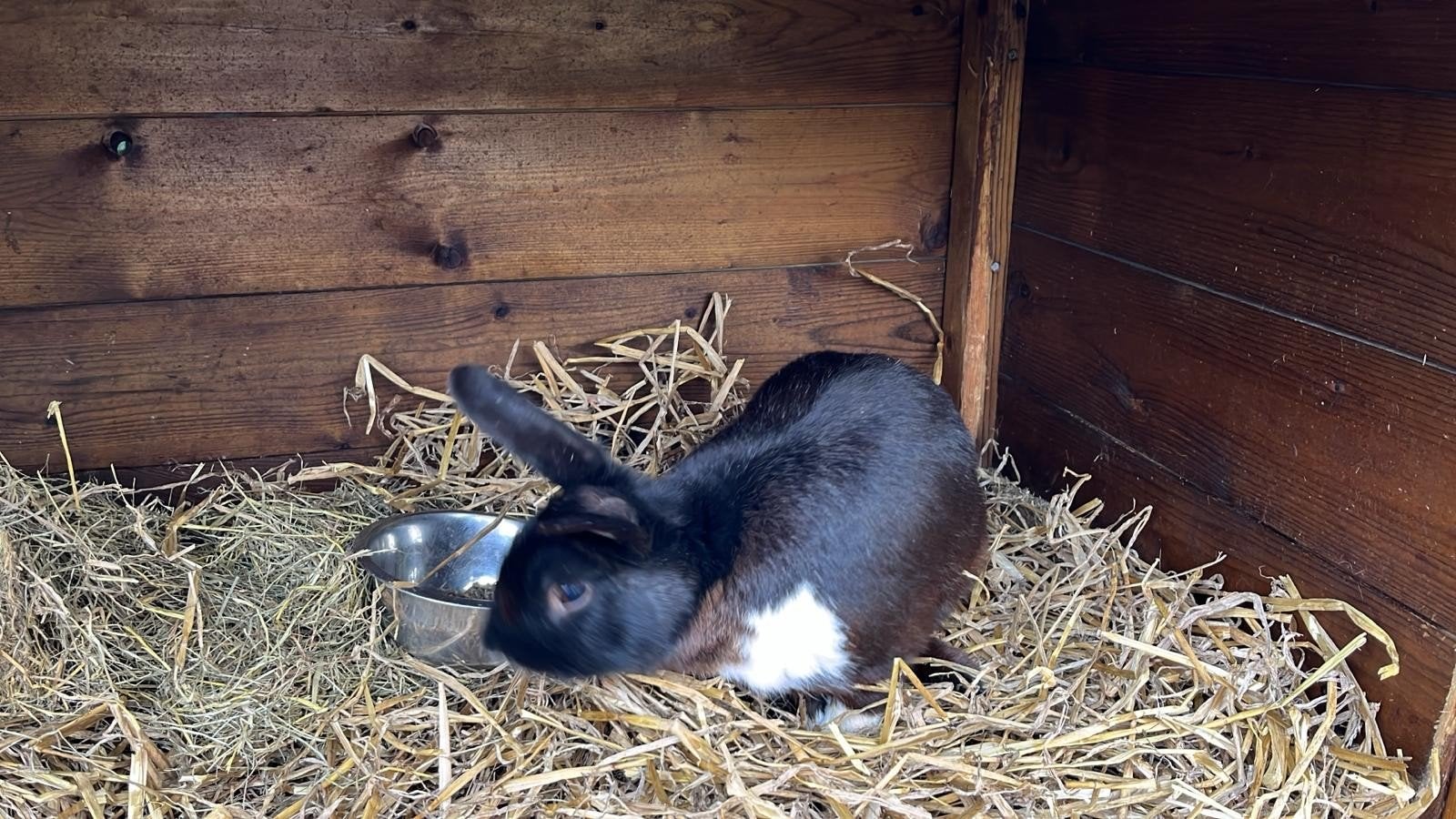 Konijn ram, Dieren en Toebehoren, Konijnen, Mannelijk