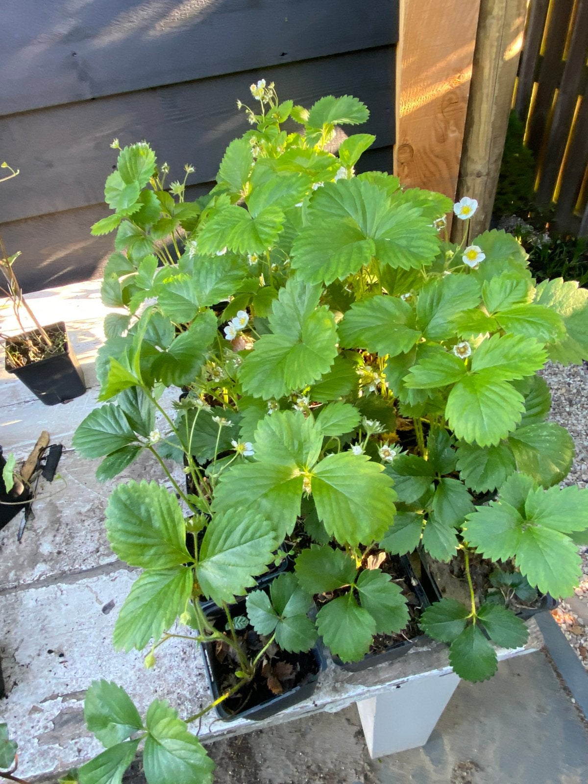 Vaste planten, Ophalen of Verzenden, Overige soorten, Volle zon