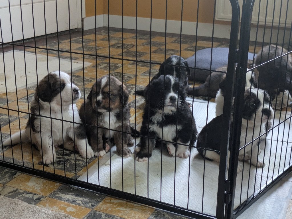 Pups ( Berner Sennen x Sint Bernard x New Foundlander), Parvo, Meerdere, Meerdere dieren, Nederland