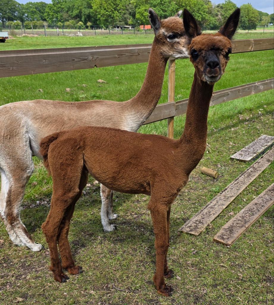 Alpaca hengst, Dieren en Toebehoren, Overige Dieren, Juni, Mannelijk