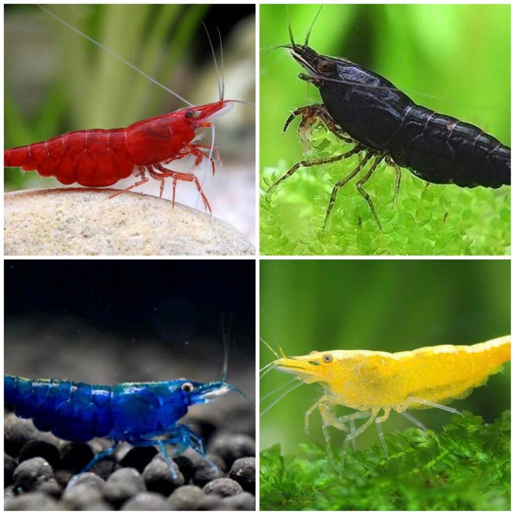 Neocaridina garnalen, Dieren en Toebehoren, Vissen | Aquariumvissen, Kreeft, Krab of Garnaal