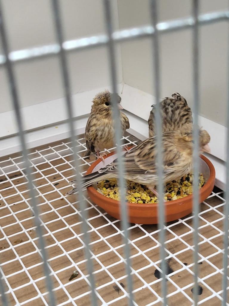 Kanaries harlekijn jonge  bruin met pet, Dieren en Toebehoren, Vogels | Kanaries, Geslacht onbekend, Kleurkanarie