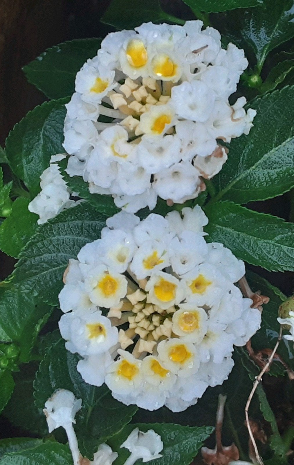 Lantana camara 'White', Ophalen of Verzenden, Zomer, Overige soorten, Volle zon