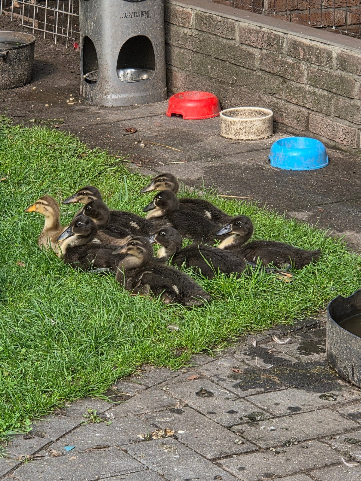 loopeenden, Dieren en Toebehoren, Meerdere dieren, Eend