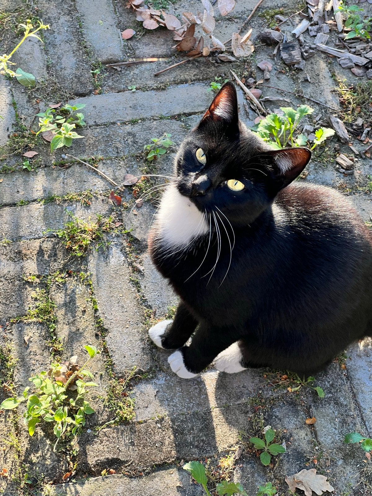 Twee poezen zusjes, Poes, Kortharig, 0 tot 2 jaar