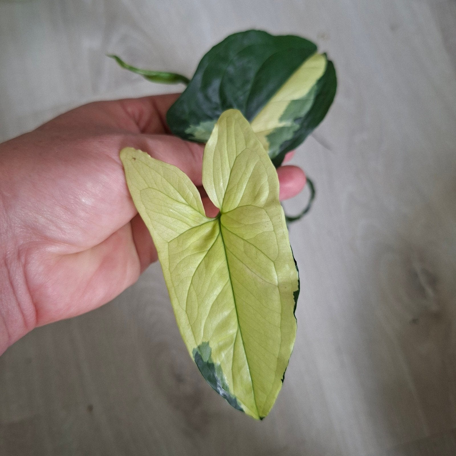 Syngonium albo variegata stek, Huis en Inrichting, Ophalen of Verzenden, Halfschaduw, Minder dan 100 cm