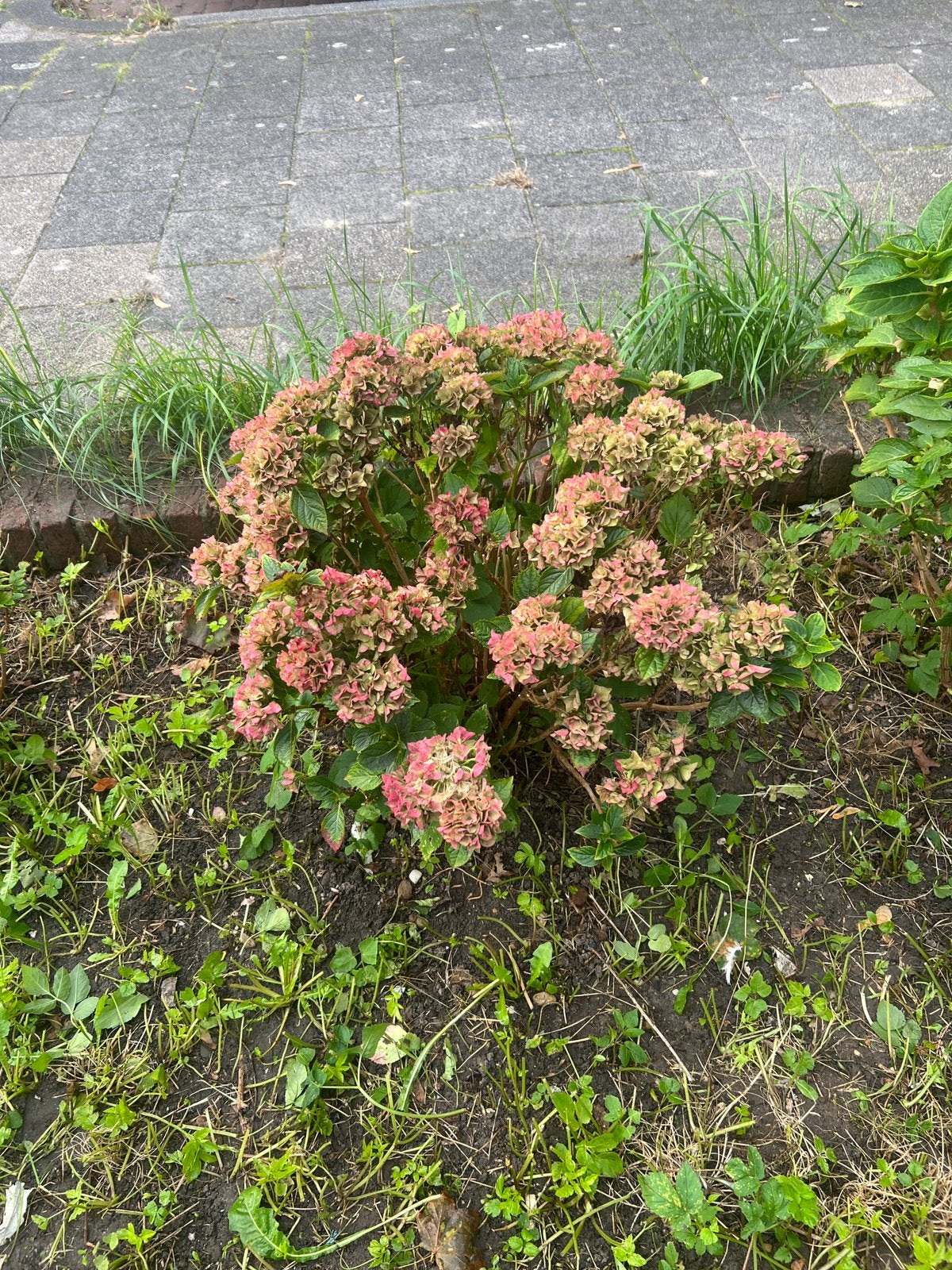 3 hortensias gratis, Tuin en Terras, Vaste plant, Halfschaduw, Zomer, Ophalen