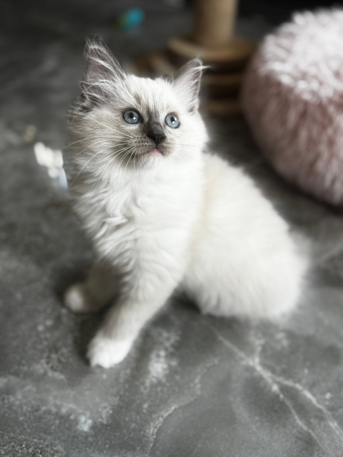 Ragdoll kittens knap geweldig kakrakter mogen verhuizen, Meerdere dieren, Met stamboom