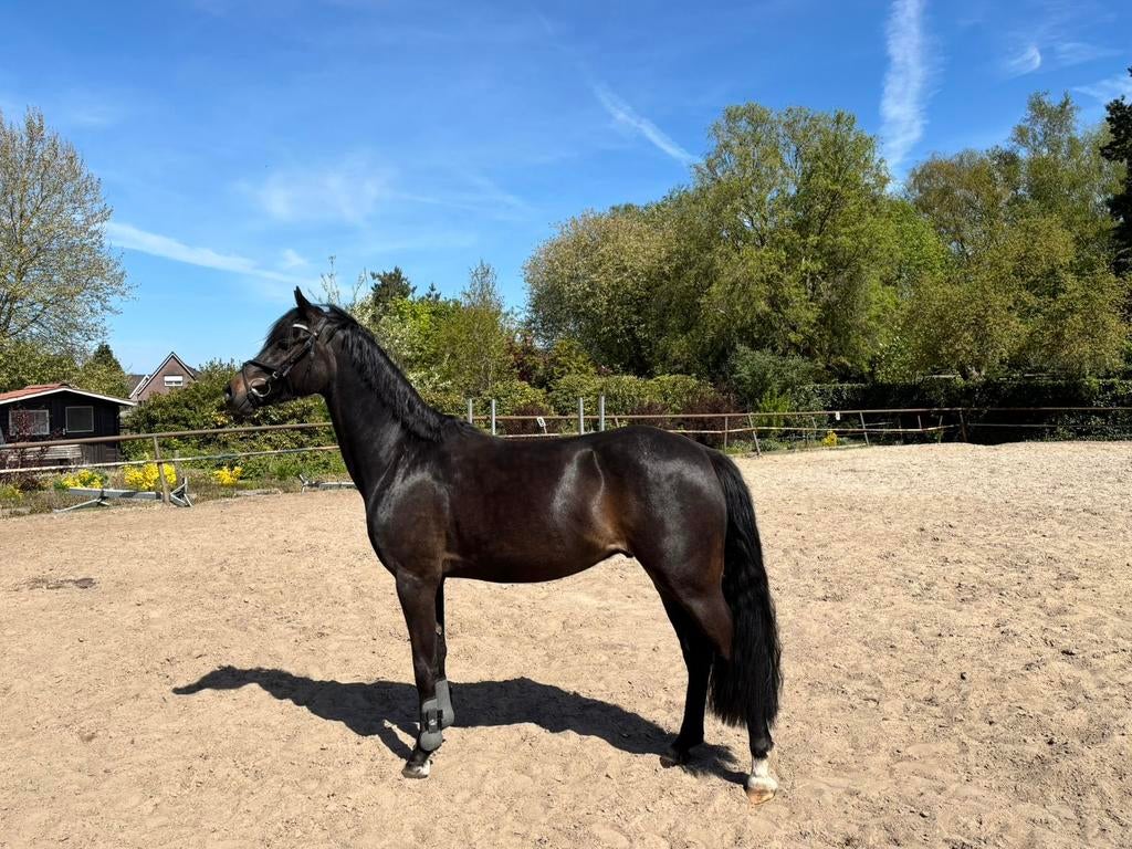 Welsh d pony, Dieren en Toebehoren, Hengst