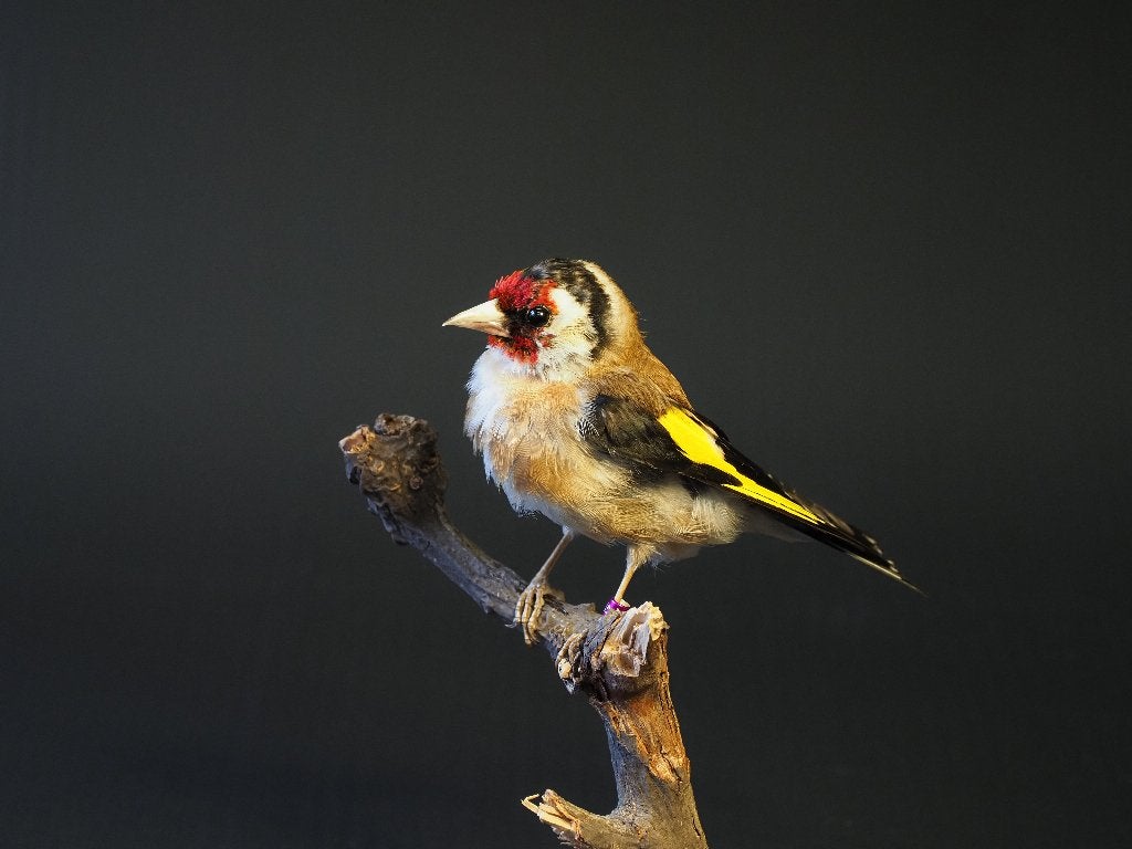 Opgezette Putter, Verzamelen, Ophalen of Verzenden, Nieuw, Vogel, Opgezet dier