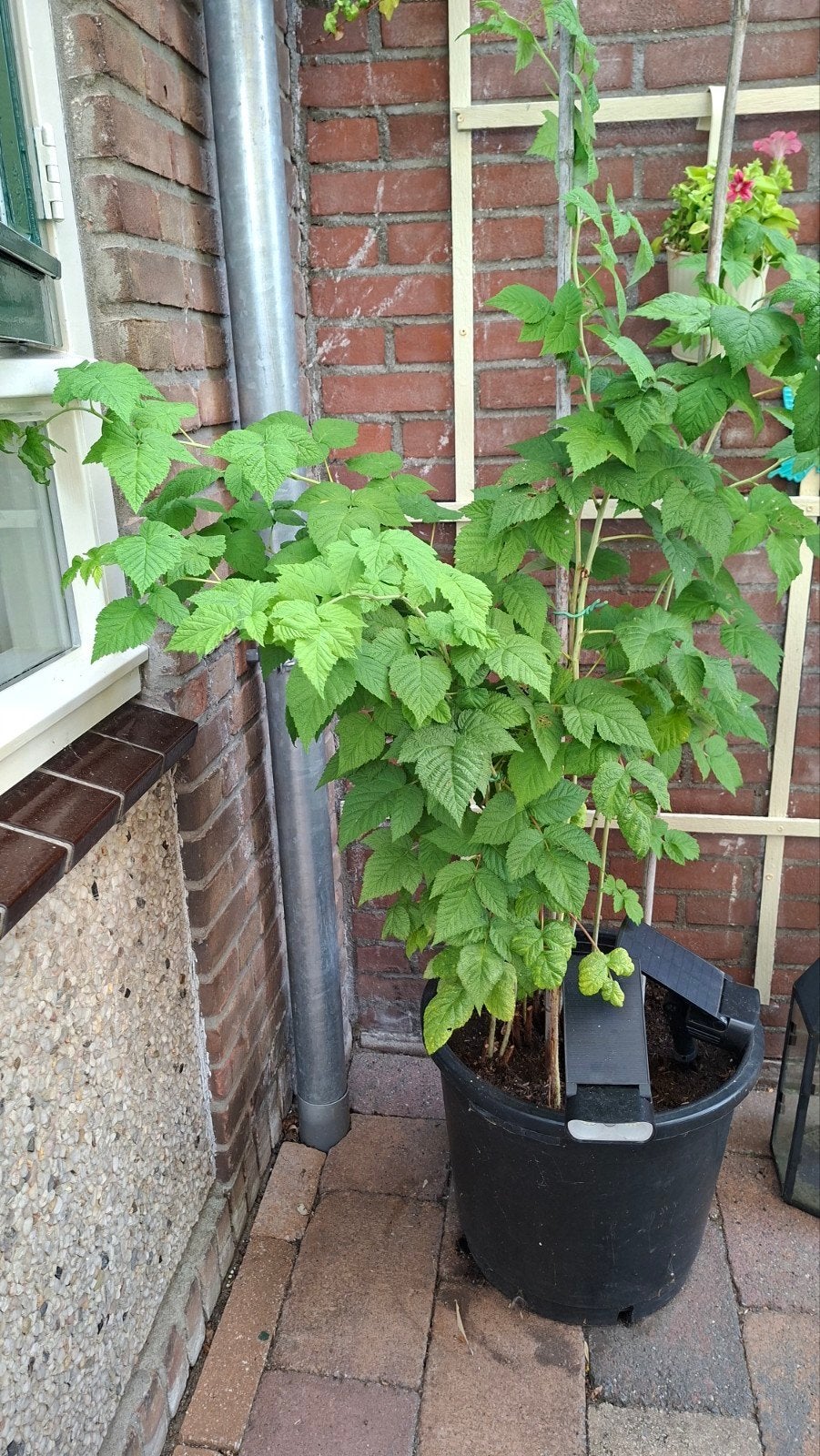 grote frambozen plant (1,50 hoog) incl pot., Ophalen, Overige soorten, 100 tot 250 cm