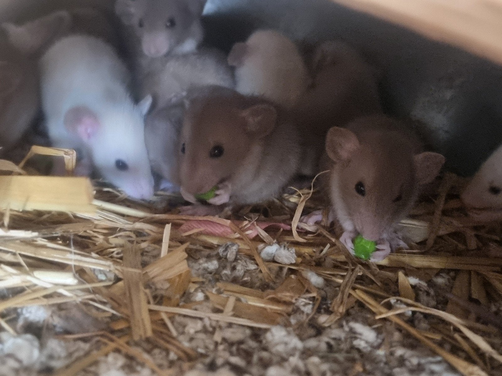 baby ratjes / rittens, Dieren en Toebehoren, September, Meerdere dieren, Rat