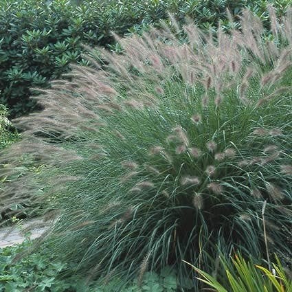 Pennisetum alopecuroides 'Red Head' (Lampepoetsersgras) in C, Tuin en Terras, Planten | Tuinplanten, Volle zon, Vaste plant, Siergrassen