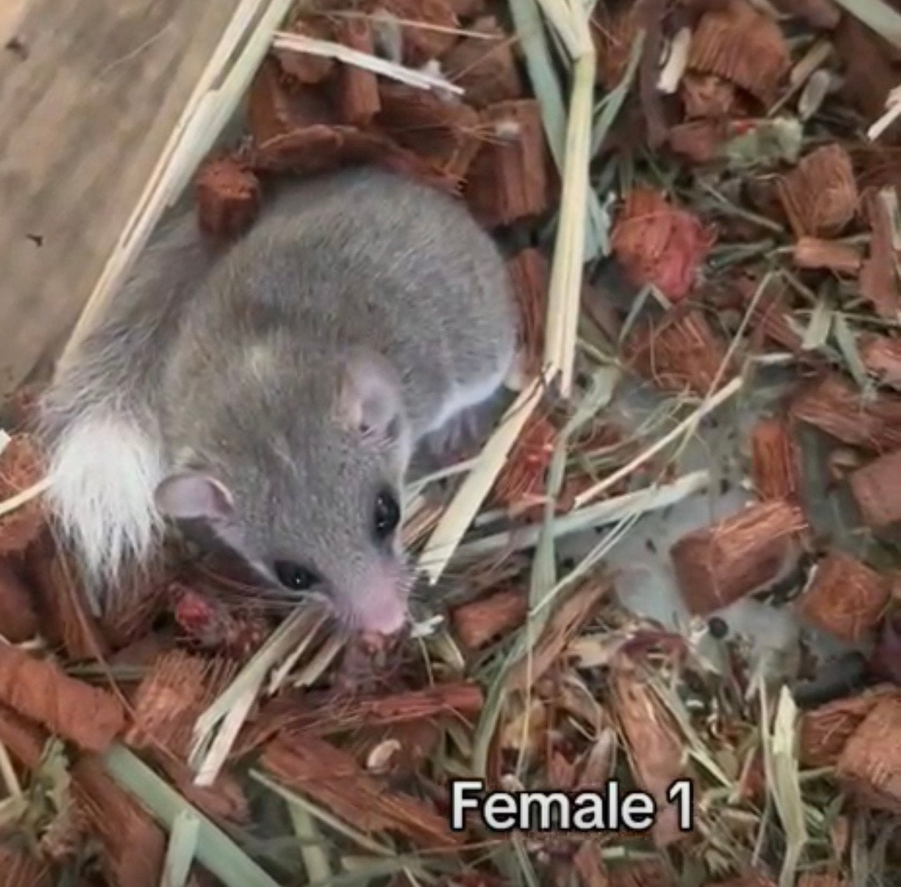 Afrikaanse dwergrelmuizen, Januari, Meerdere dieren, Muis