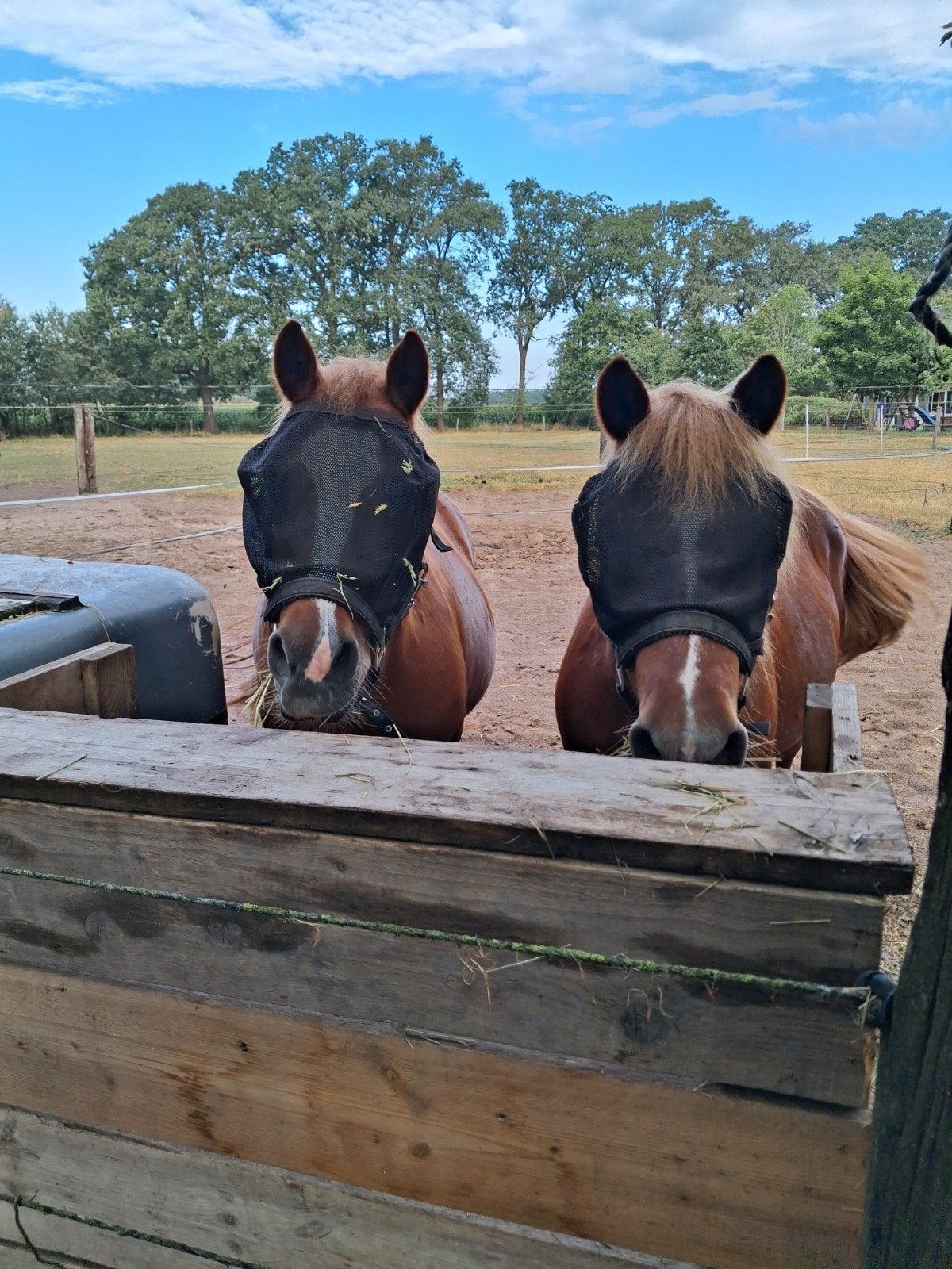 Pony stal rusthuis, Dieren en Toebehoren, Stalling en Weidegang, Weidegang, 2 of 3 paarden of pony's