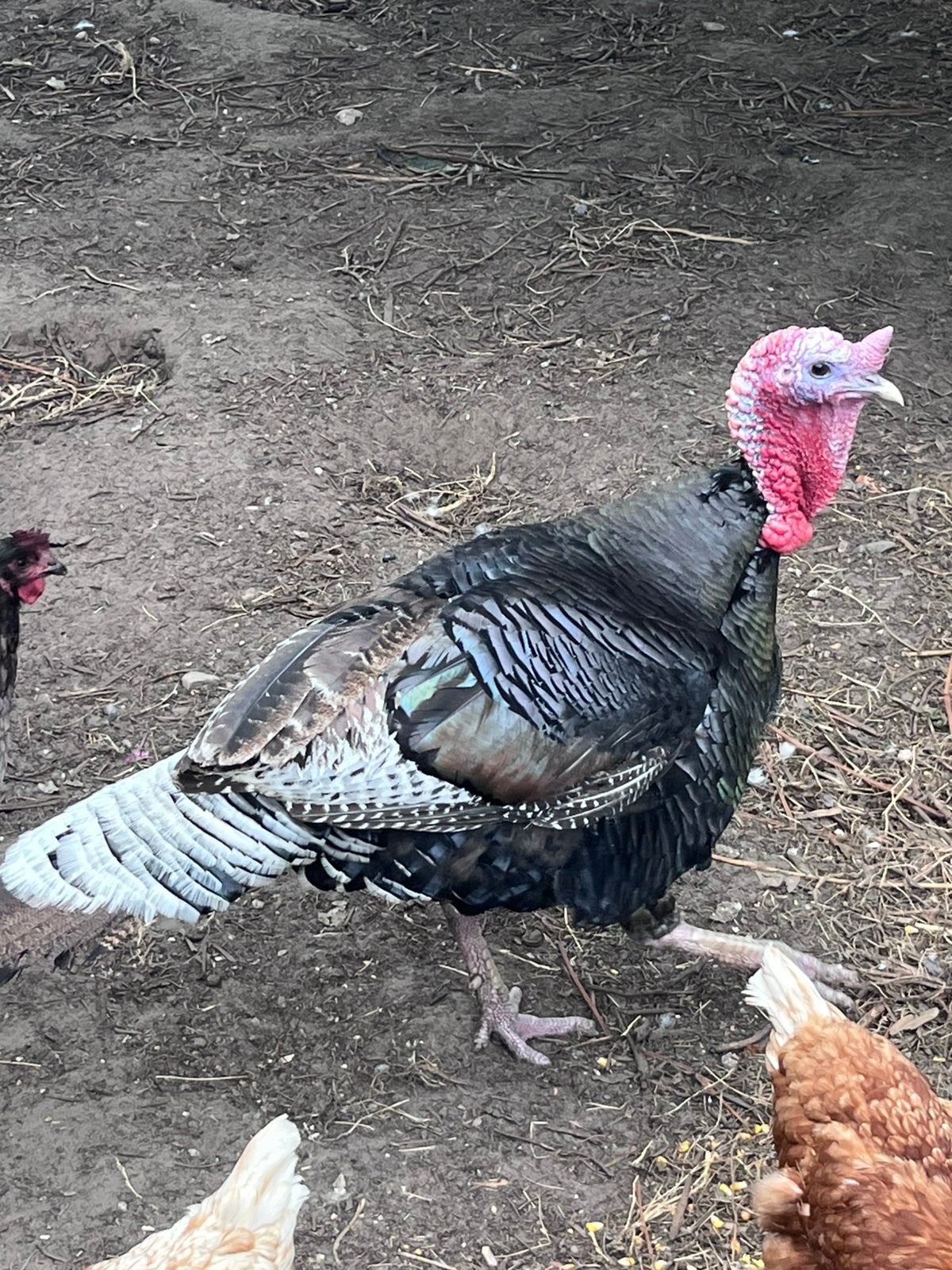 Kalkoen koppel met 3 kuikens, Dieren en Toebehoren, Pluimvee, Meerdere dieren, Kalkoen