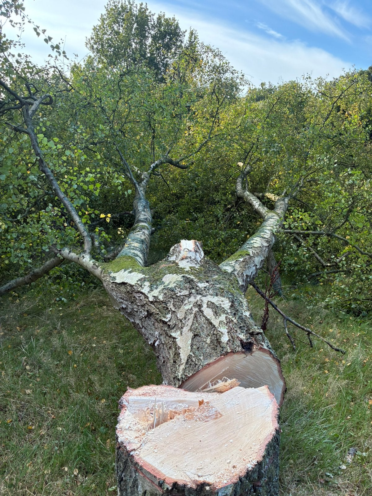 Berkenhout, 6 m³ of meer, Ophalen