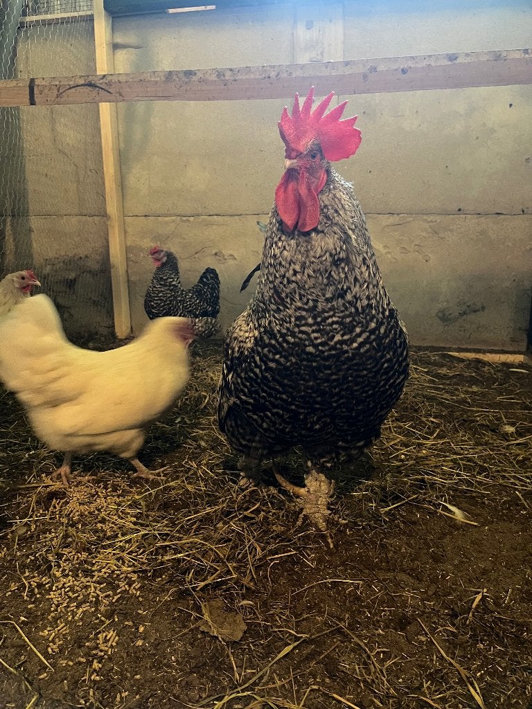 Haan, Dieren en Toebehoren, Pluimvee, Mannelijk, Kip