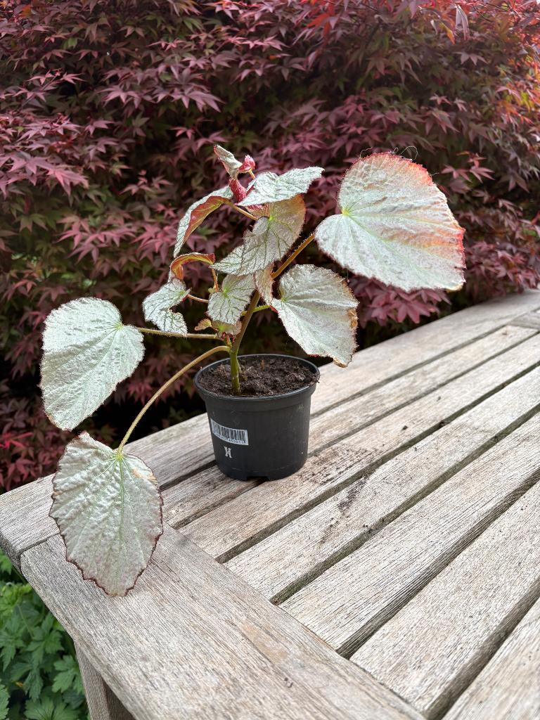 Begonia Two Face, Ophalen, Overige soorten, Halfschaduw, Minder dan 100 cm