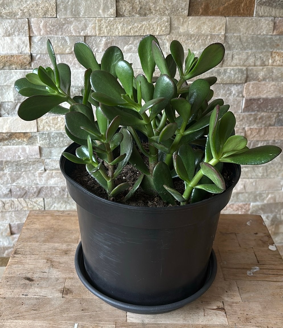 Carassula plant, Vetplant, Minder dan 100 cm, Groene kamerplant, Halfschaduw