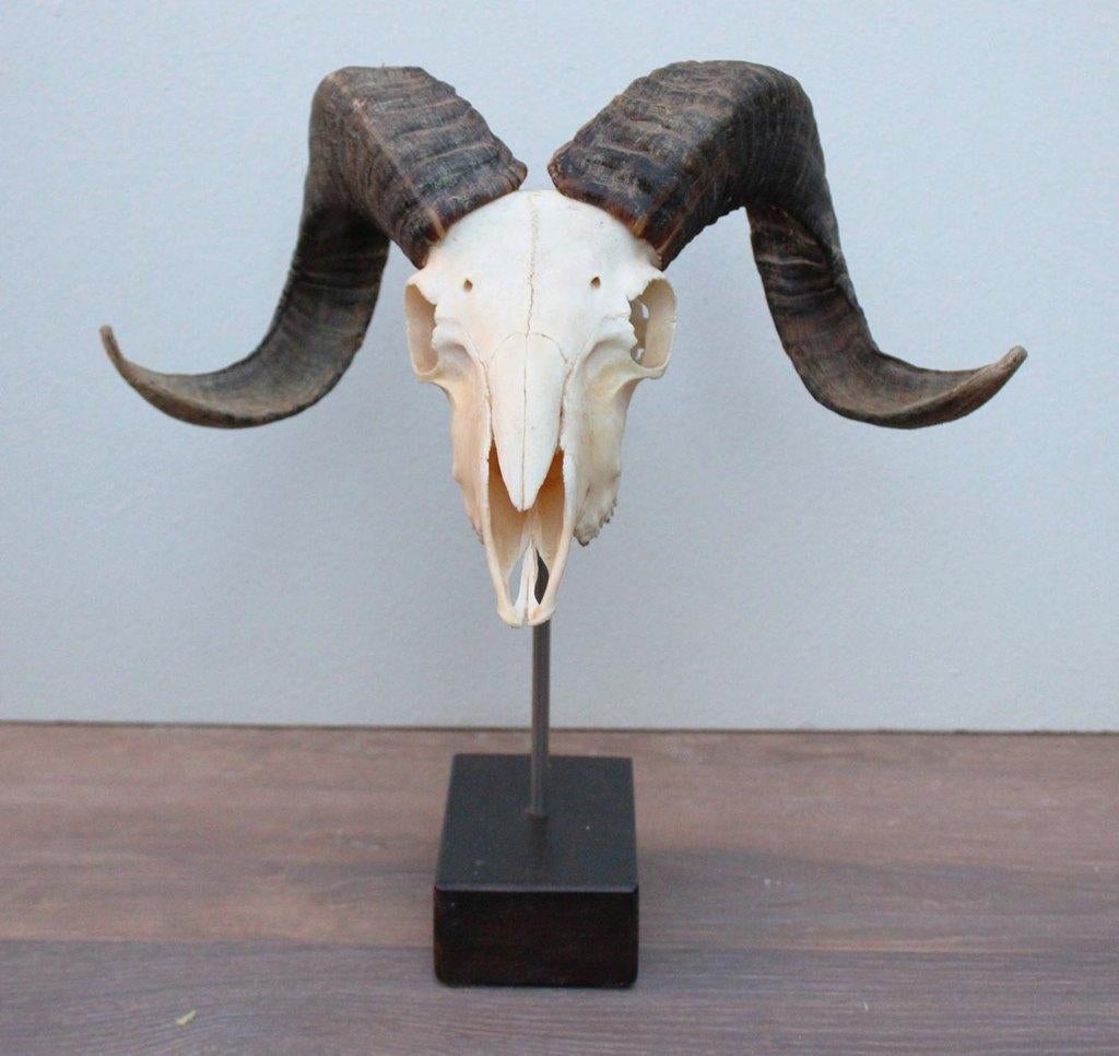 RAM SCHEDEL op houten sokkel - ref. C, Verzamelen, Dierenverzamelingen, Ophalen of Verzenden, Nieuw, Boerderijdier, Schedel