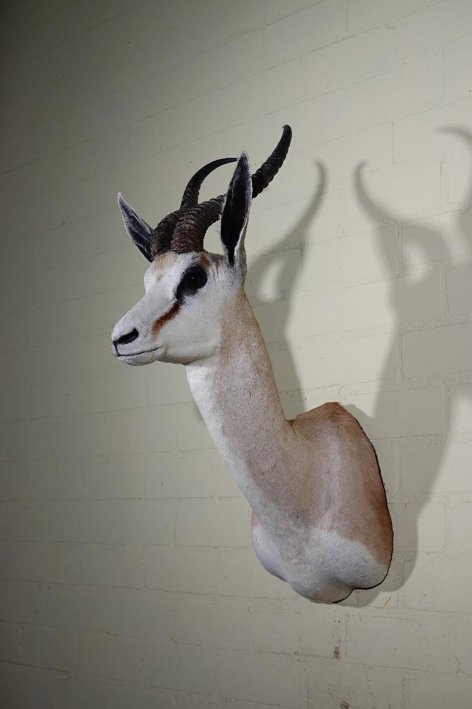 opgezette springbokken taxidermy opgestopt antilope, Verzamelen, Dierenverzamelingen, Ophalen, Zo goed als nieuw, Hert, Gewei of Kop
