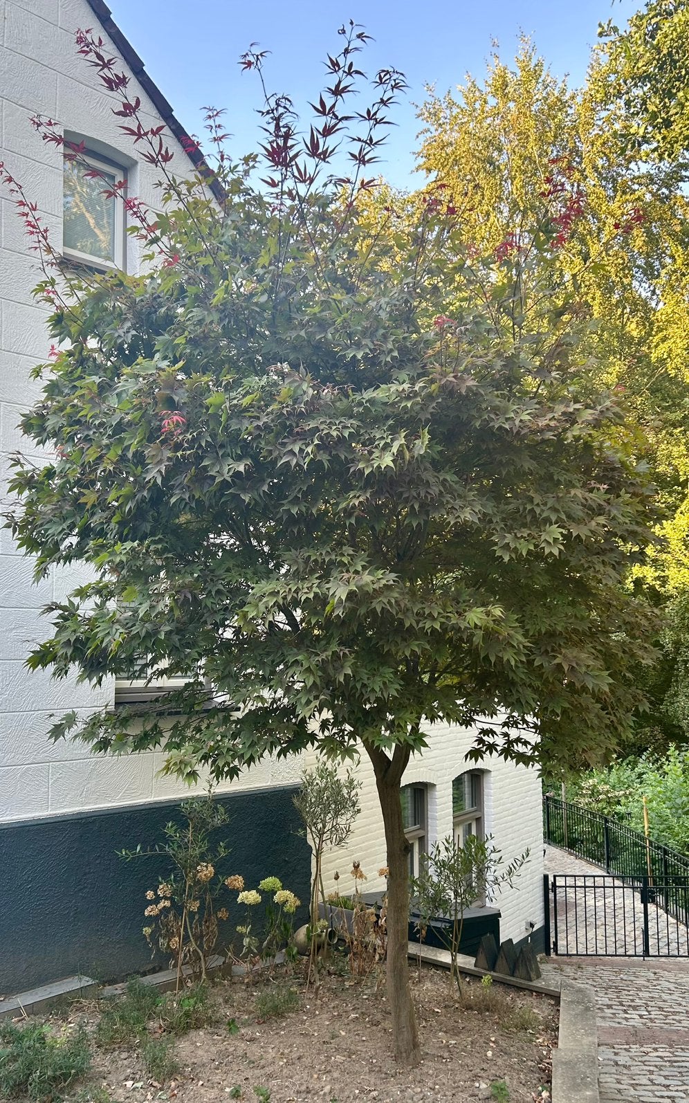 Mooie Japanse Esdoorn zoekt n nieuwe tuin, Tuin en Terras, Planten | Bomen, Ophalen, Bloeit niet, Halfschaduw, Overige soorten