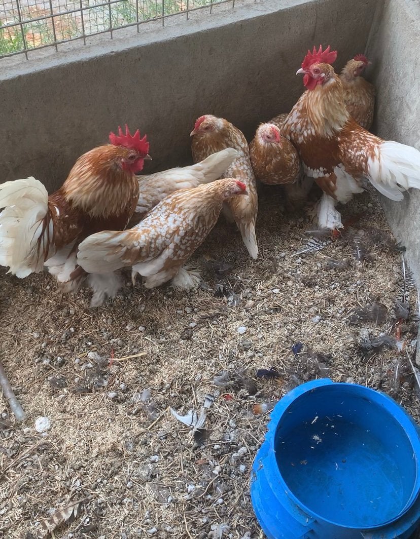 Zeldzame Sabelpoot Kriel Oker Wit Gepareld Broedeieren, Dieren en Toebehoren, Pluimvee, Geslacht onbekend, Kip