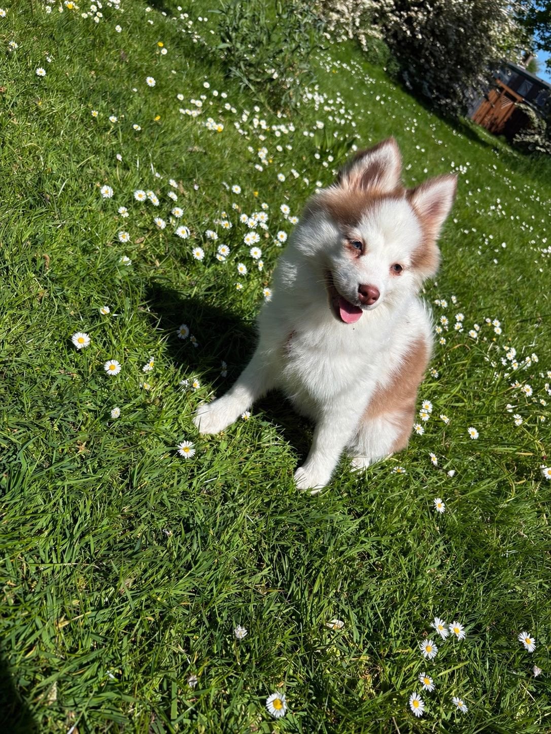 Husky/pomsky, Parvo, Overige rassen, 8 tot 15 weken, Teef