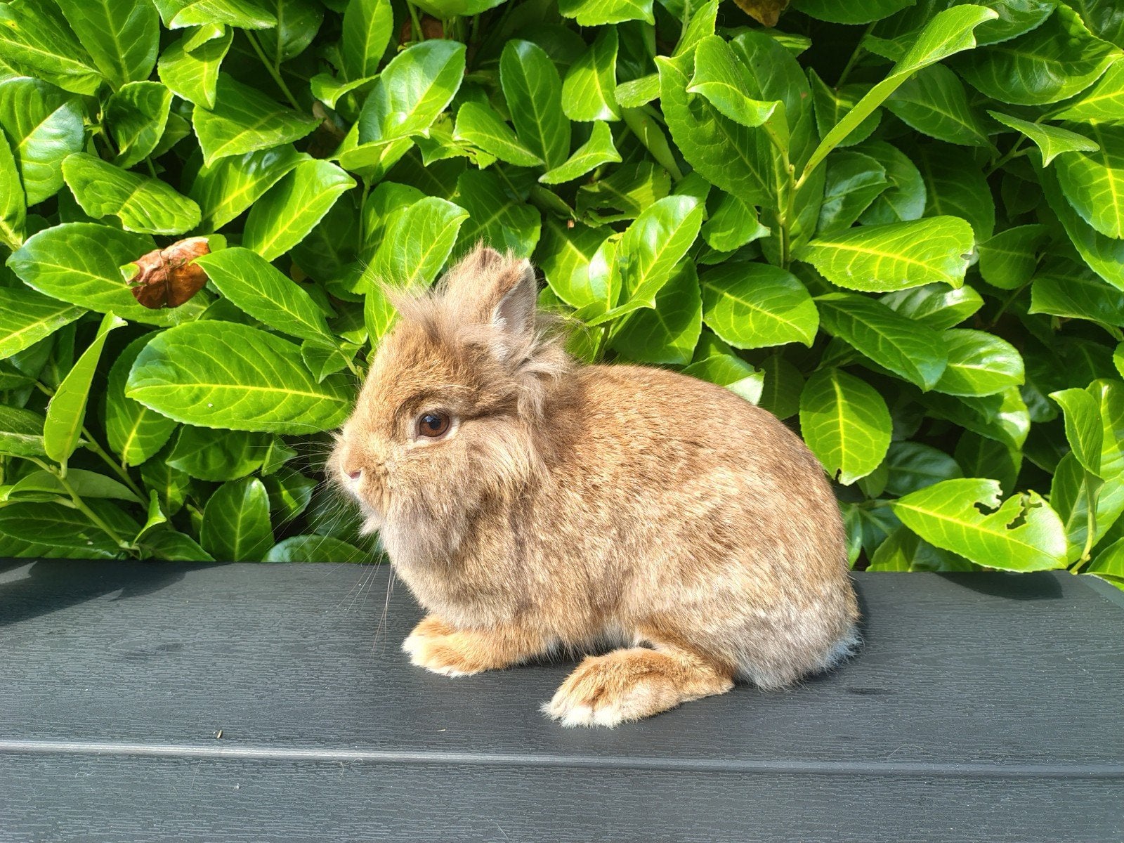 rexdwergen, Dieren en Toebehoren, Meerdere dieren, Groot