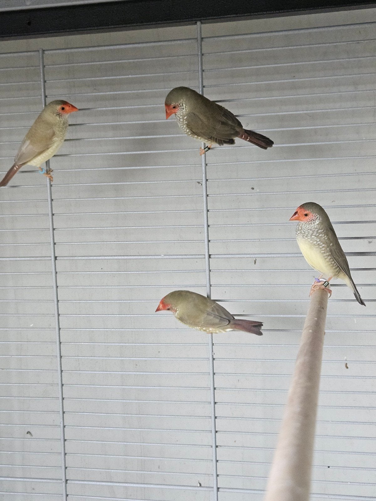 Binsenastrilde, Bichenowastrilde en Japanse Meeuwen, Dieren en Toebehoren, Meerdere dieren