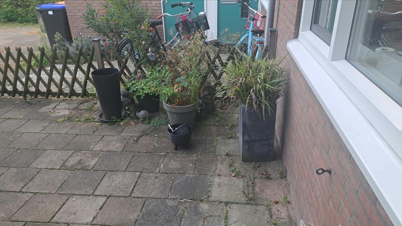Gratis planten, potten en beelden - op = op!, Vaste plant, Bloeit niet, Halfschaduw, Ophalen