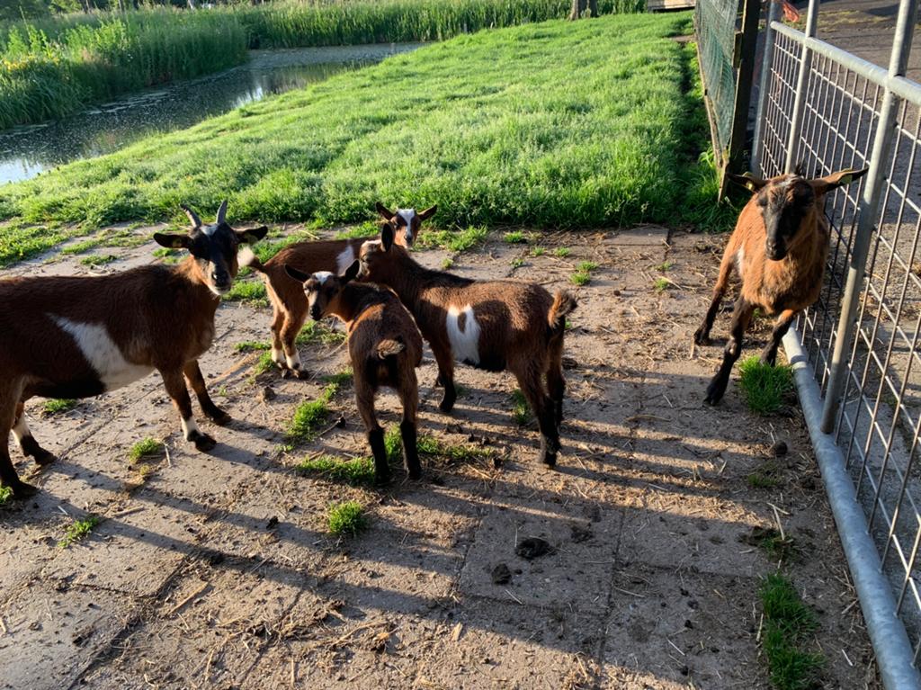 Te koop leuke dweggeitjes, Dieren en Toebehoren, Meerdere dieren, Geit