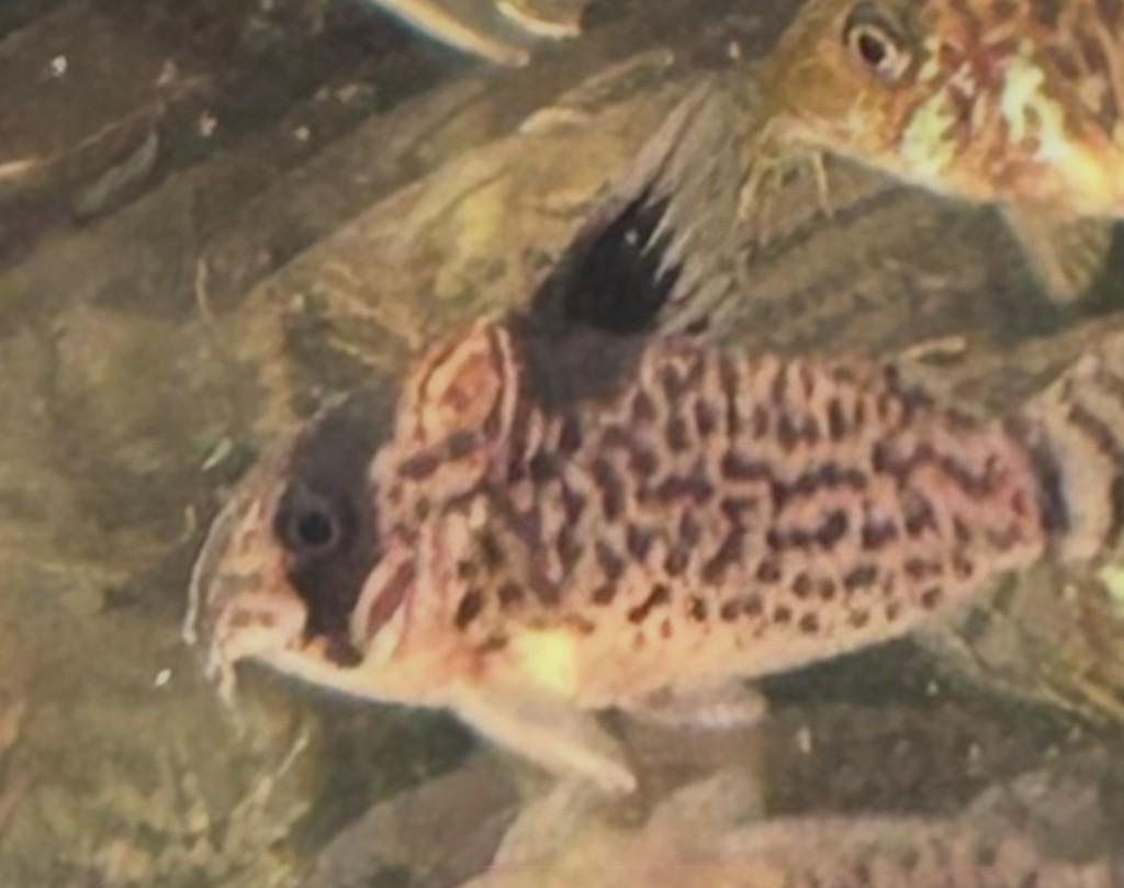 Mooie groep volwassen Corydoras (9 stuks), Vis, Zoetwatervis, Schoolvis