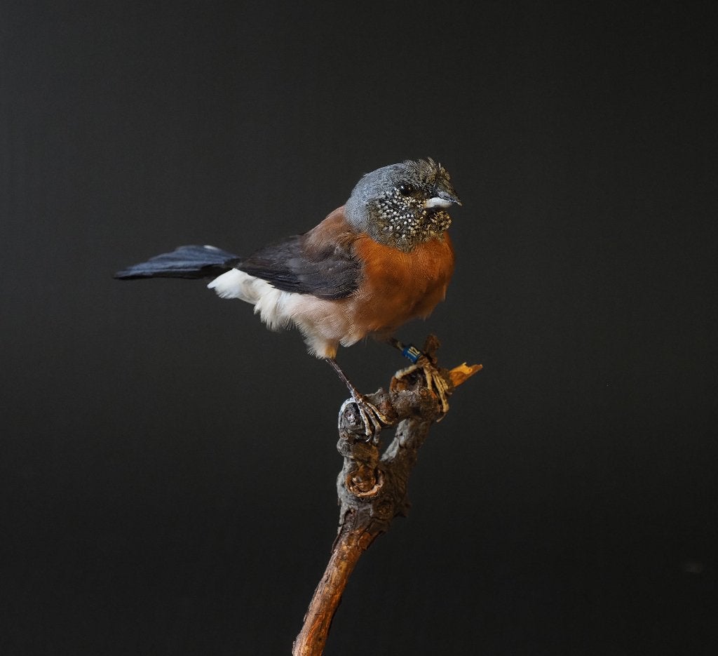 Opgezet Grijskopzilverbekje, Verzamelen, Dierenverzamelingen, Ophalen of Verzenden, Nieuw, Vogel, Opgezet dier