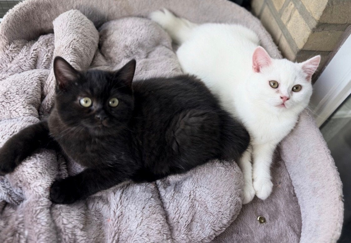Brits Korthaar kittens 15 weken, Dieren en Toebehoren, Meerdere dieren, Ontwormd
