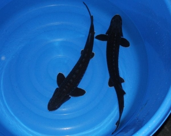 Transmontanus steur 45cm, van 80,- nu voor 60,-!!, Steur